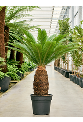 Cycas Revoluta