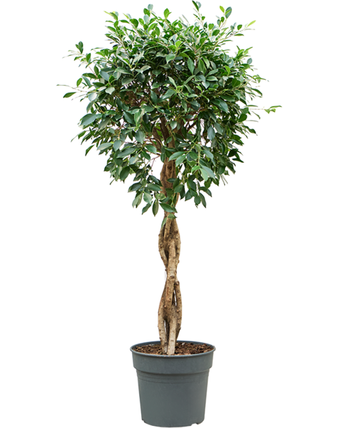 Ficus