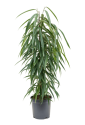 Ficus Binnendijkii Alii