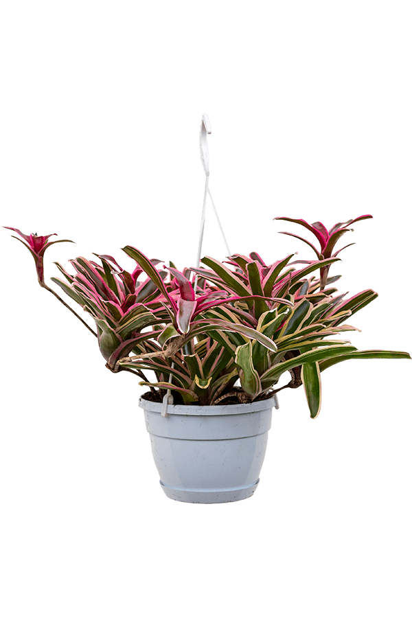 Neoregelia Donger
