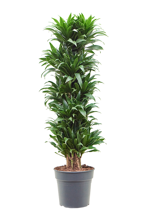 Dracaena Fragrans Compacta