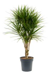 Dracaena Marginata