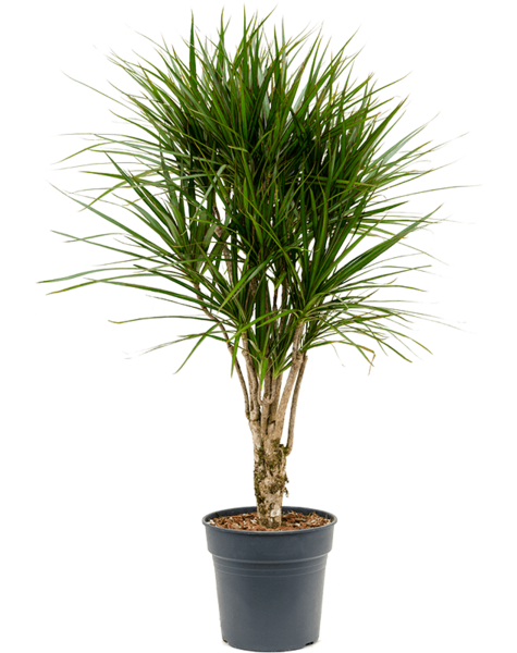 Dracaena