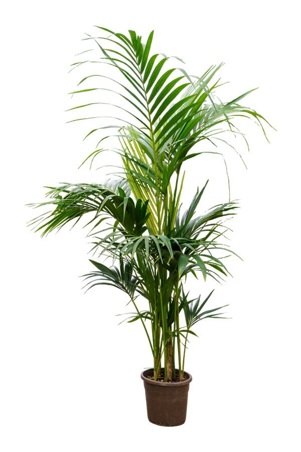 Kentia (Howea) Forsteriana