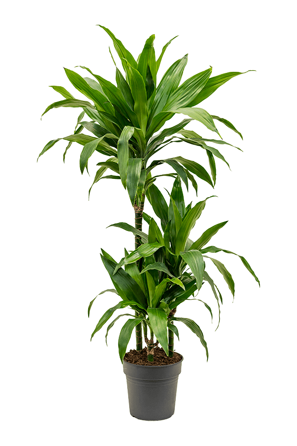 Dracaena Fragrans Janet Craig