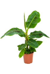 Musa Dwarf Cavendish