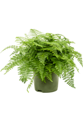 Asplenium Dimorphum Parvati