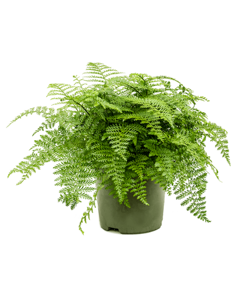 Asplenium
