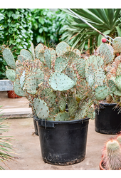 Opuntia Macrocentra