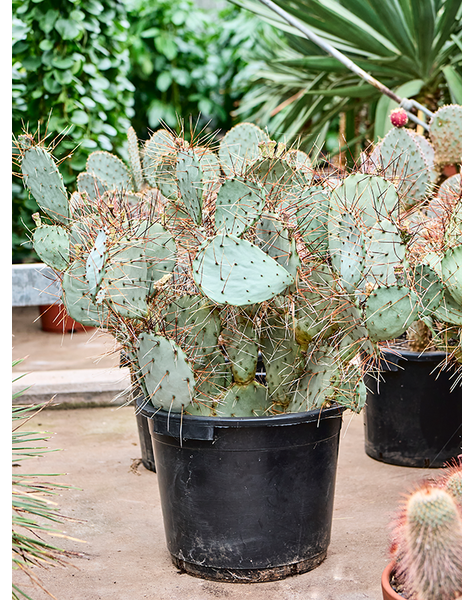 Opuntia