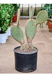 Opuntia Pailana