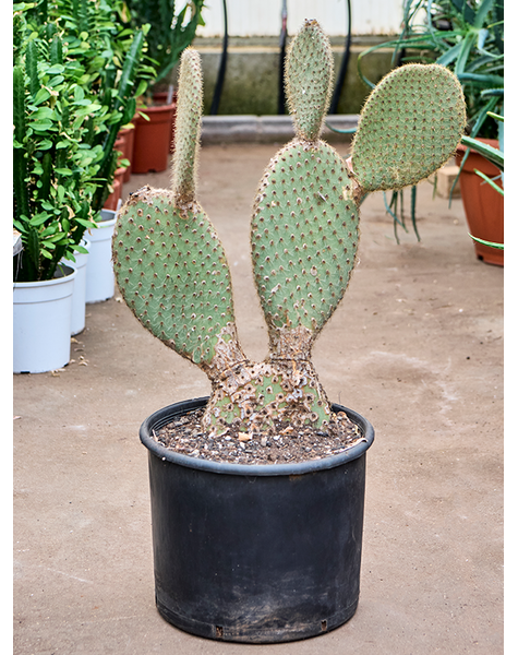 Opuntia