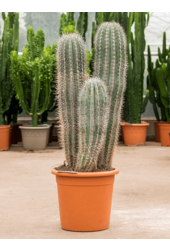 Pachycereus Pringlei