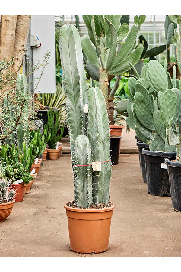 Stenocereus Pruinosus