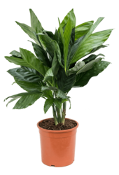 Chamaedorea Metallica