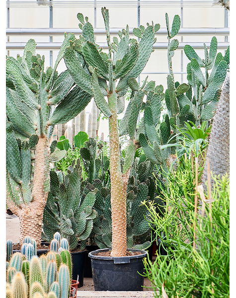 Opuntia