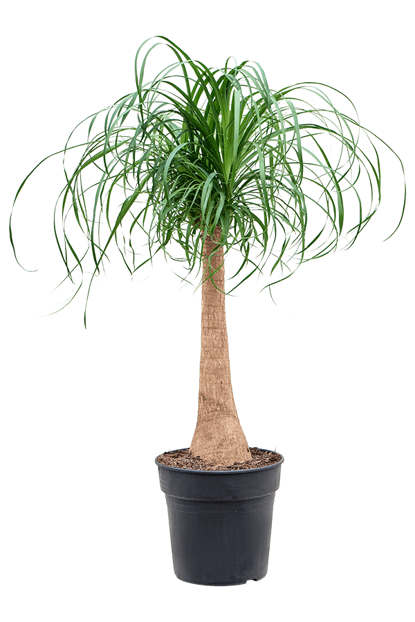 Beaucarnea Recurvata