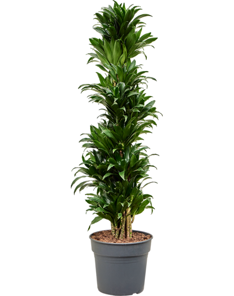 Dracaena