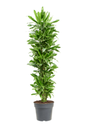 Dracaena Fragrans Golden Coast