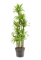 Dracaena Fragrans Lemon Lime