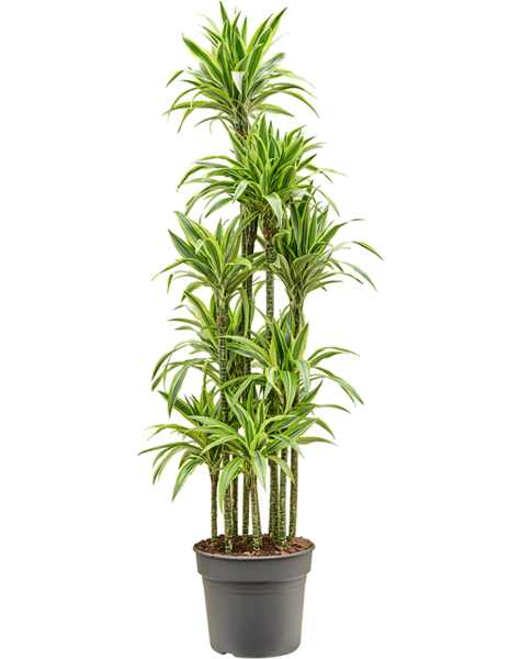 Dracaena