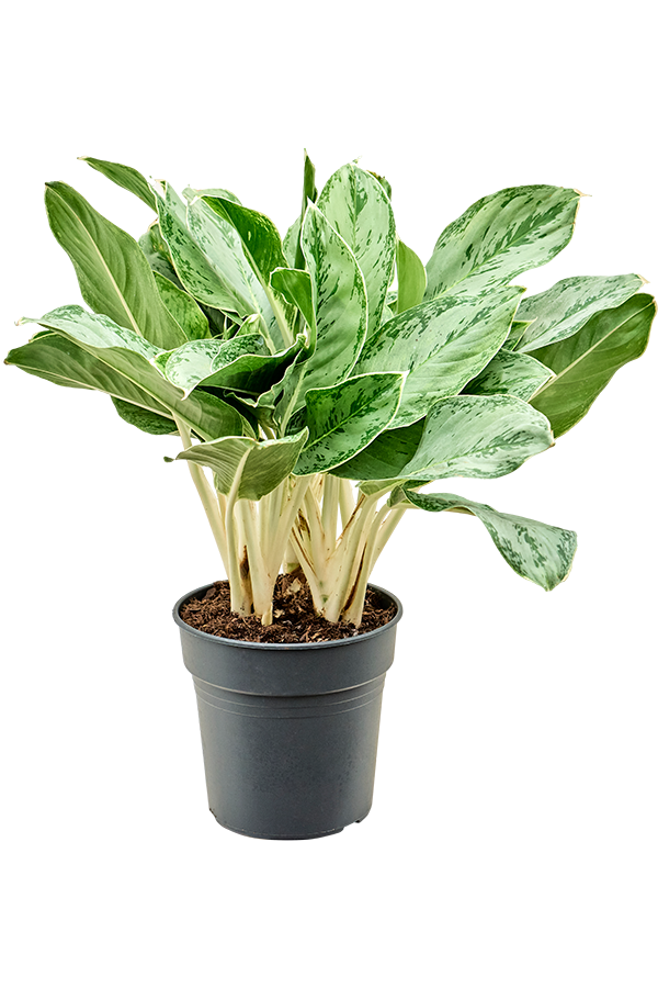 Aglaonema Horizon