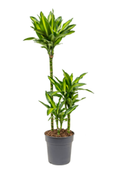 Dracaena Fragrans Cintho