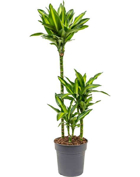 Dracaena