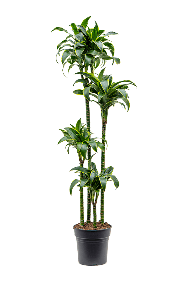 Dracaena Fragrans Dorado