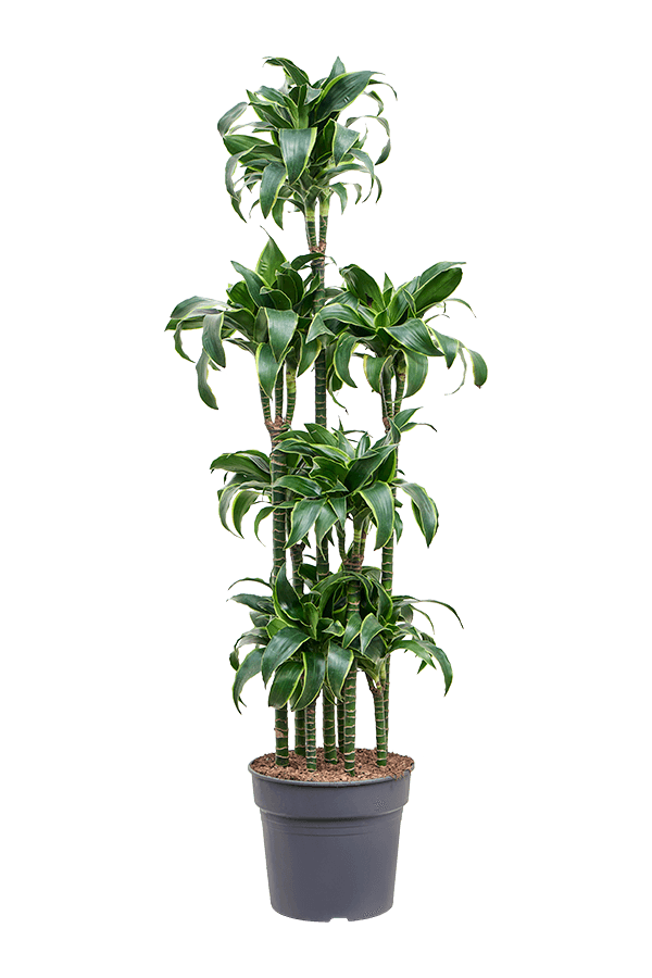 Dracaena Fragrans Dorado