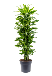 Dracaena Fragrans Golden Coast