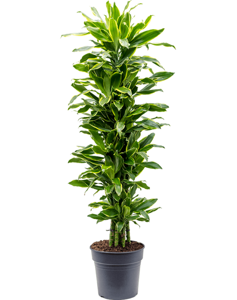 Dracaena