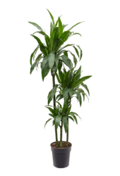 Dracaena Fragrans Janet Craig