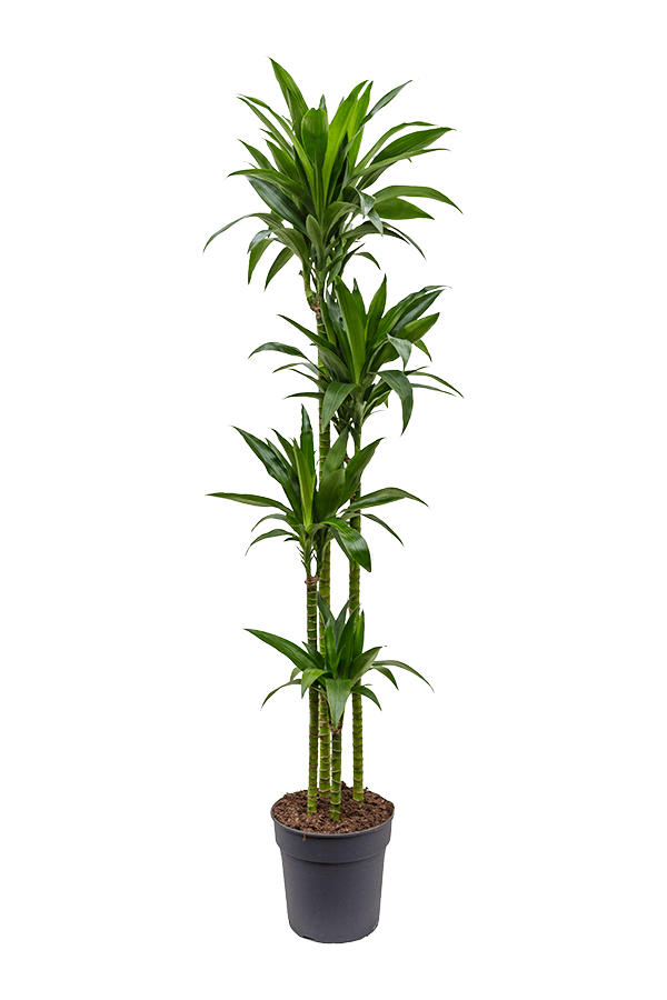 Dracaena Fragrans Janet Craig