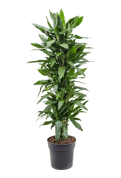 Dracaena Fragrans Janet Lind