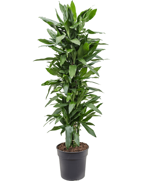 Dracaena