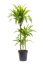 Dracaena Fragrans Lemon Lime