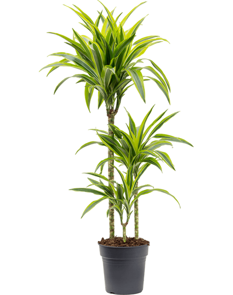 Dracaena