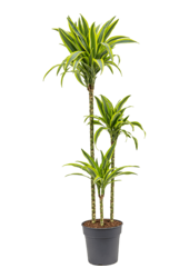 Dracaena Fragrans Lemon Lime