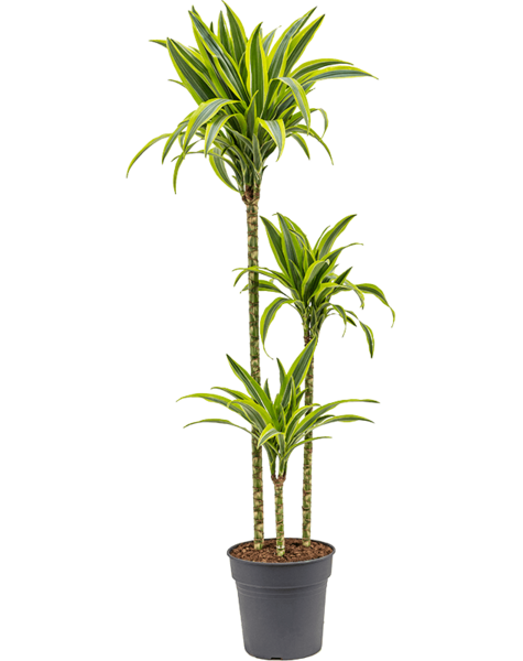 Dracaena