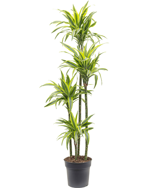 Dracaena