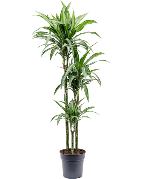 Dracaena