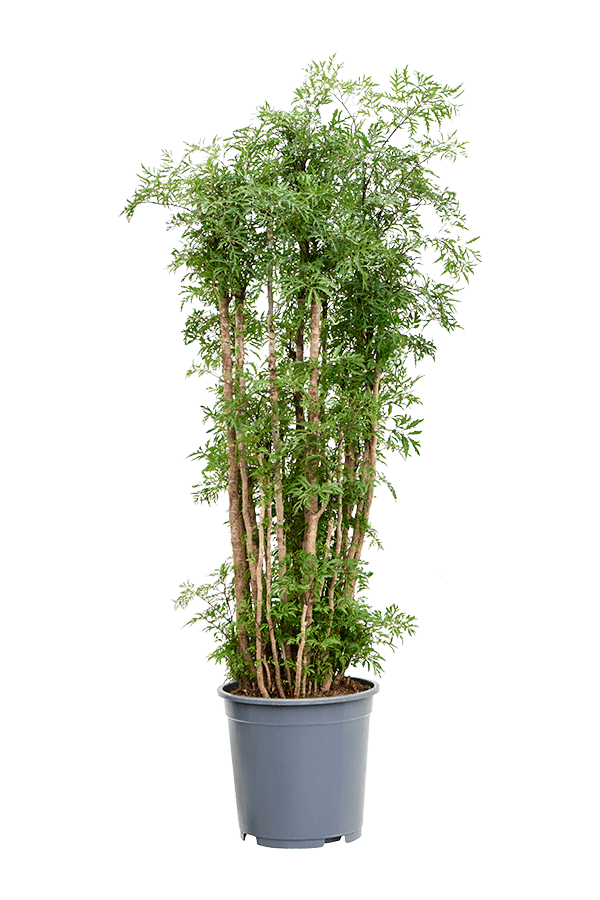 Aralia (Polyscias) Ming