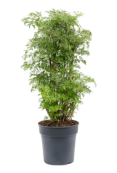 Aralia (Polyscias) Ming