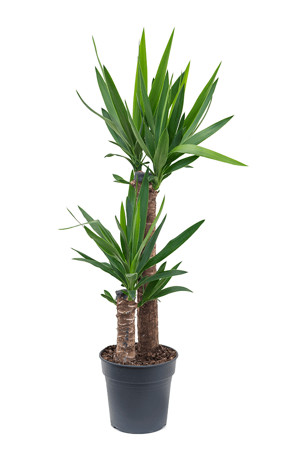 Yucca Elephantipes