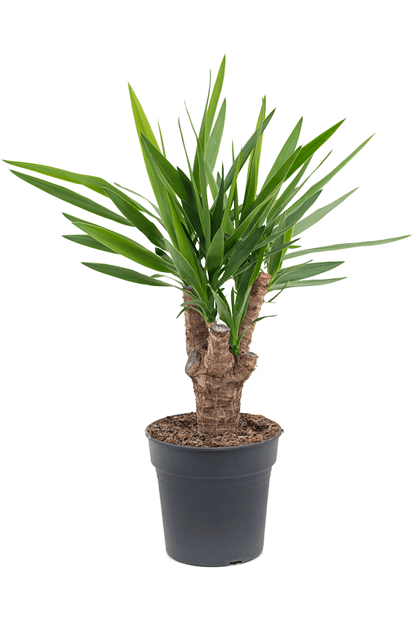 Yucca Elephantipes