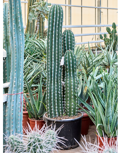 Pachycereus