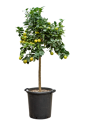 Citrus (Citrofortunella) Kumquat Obovato