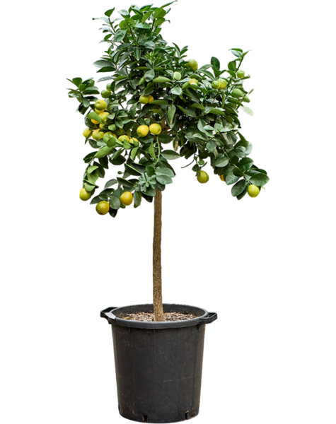 Citrus