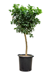 Citrus Aurantifolia Lima Verde